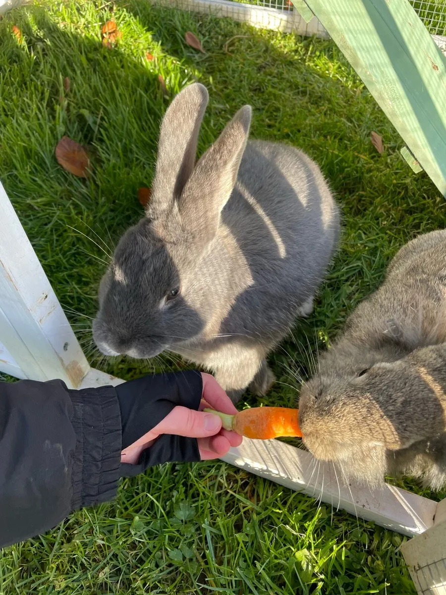 Rabbits - Image 2