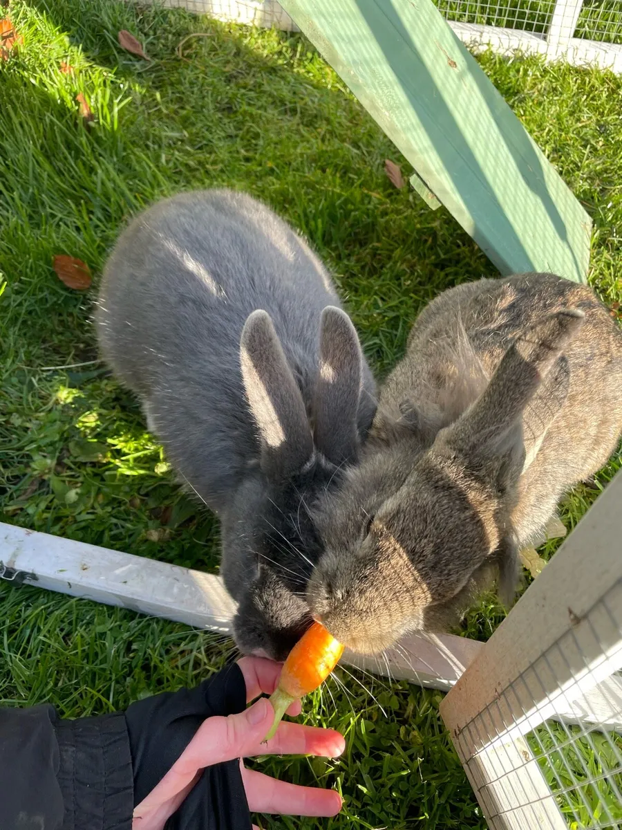Rabbits - Image 3