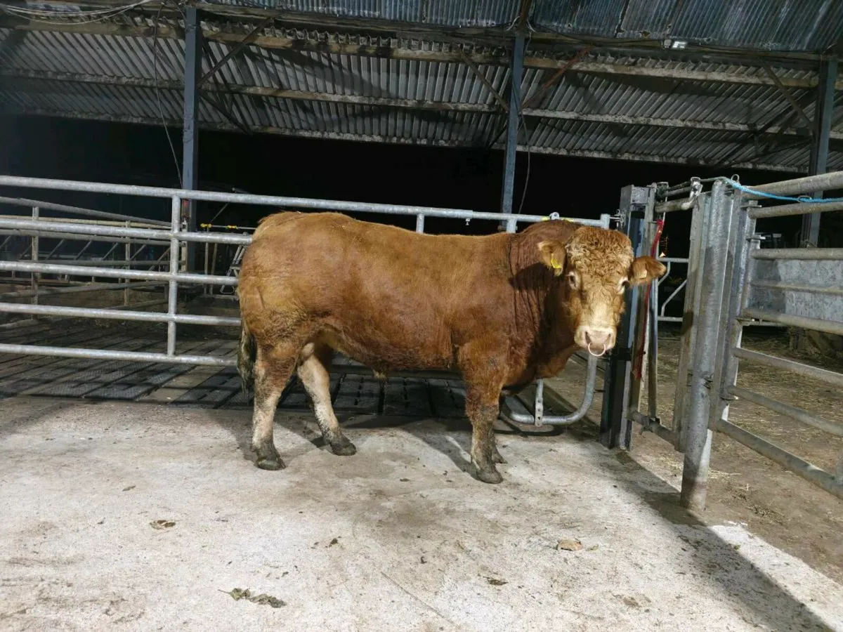 PBR limousin Bull SCEP eligible - Image 2