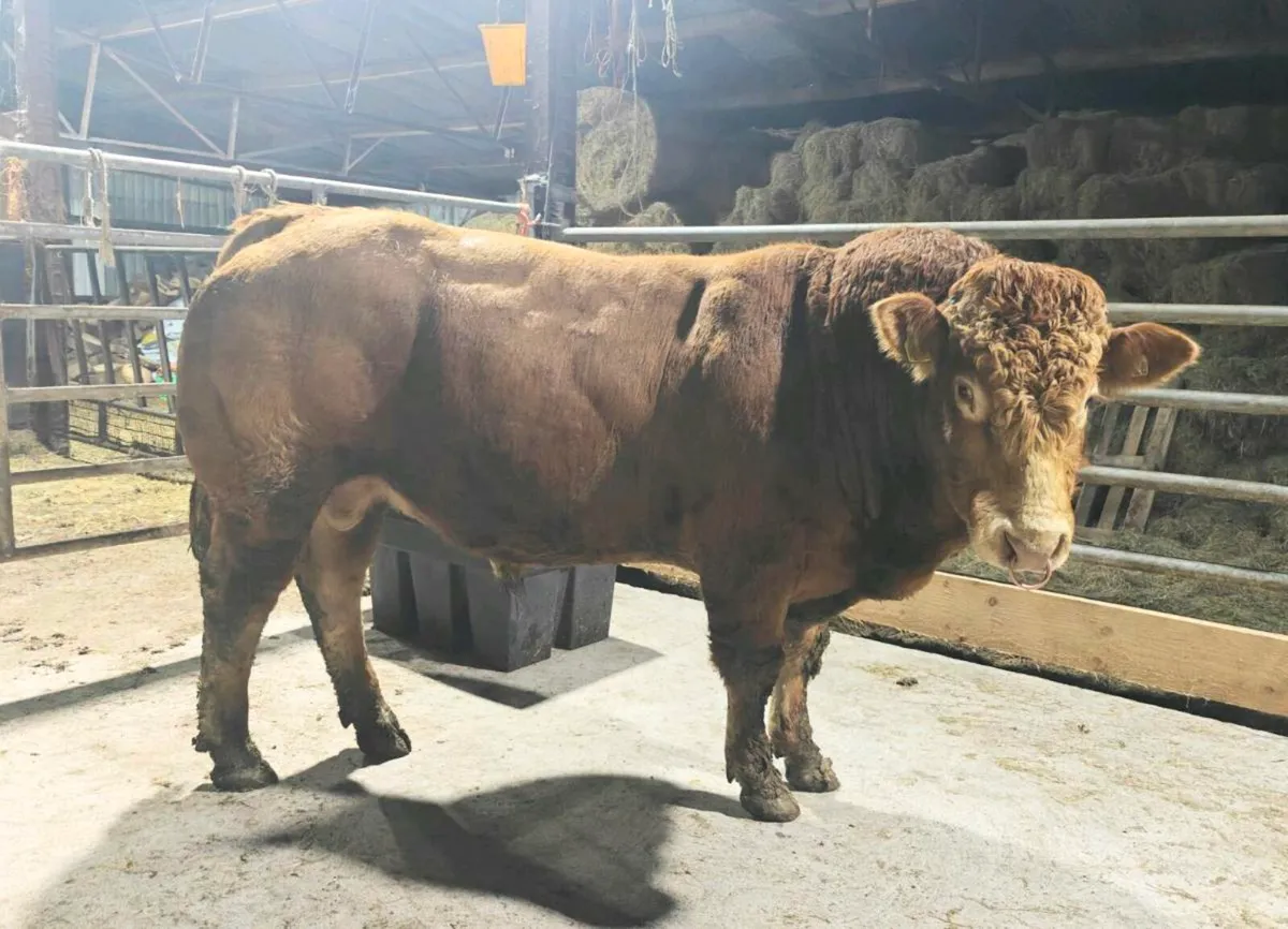 PBR limousin Bull SCEP eligible - Image 1