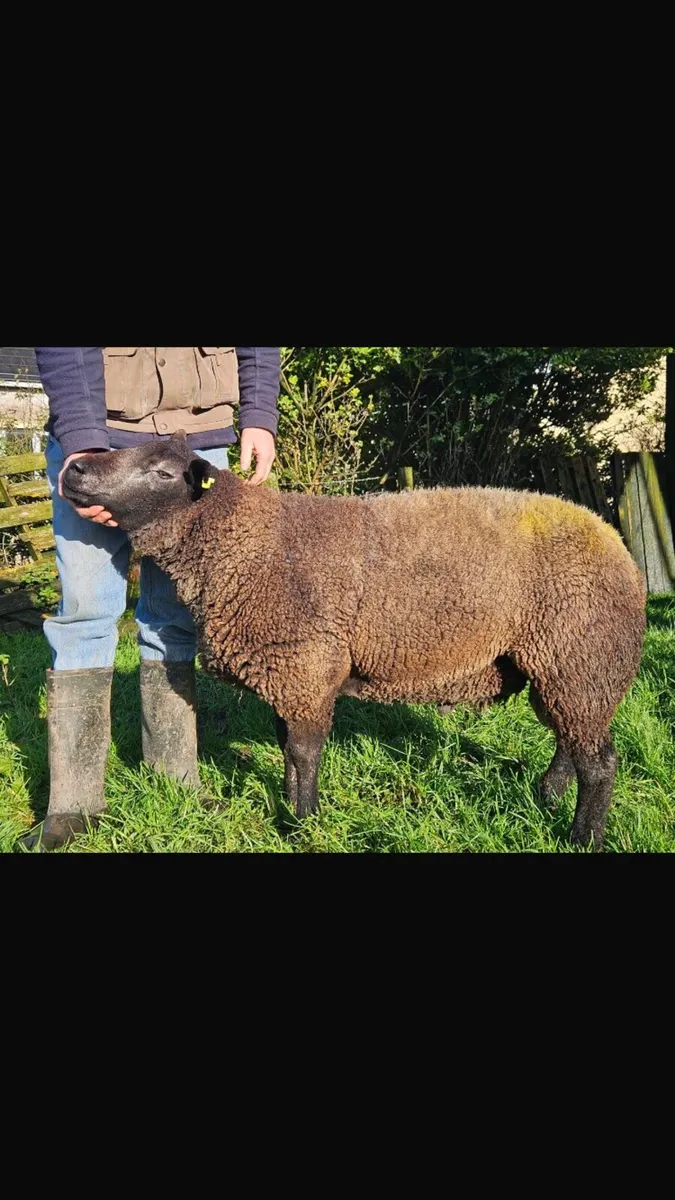 Pedigree Blue Texel Shearling Ram - Image 1