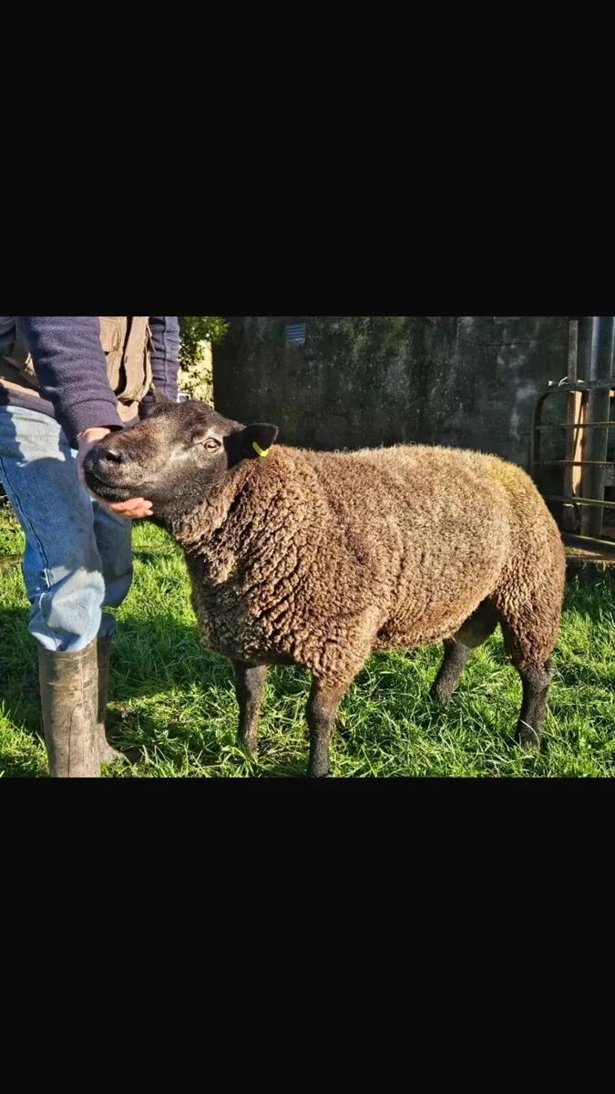 Pedigree Blue Texel Shearling Ram - Image 2