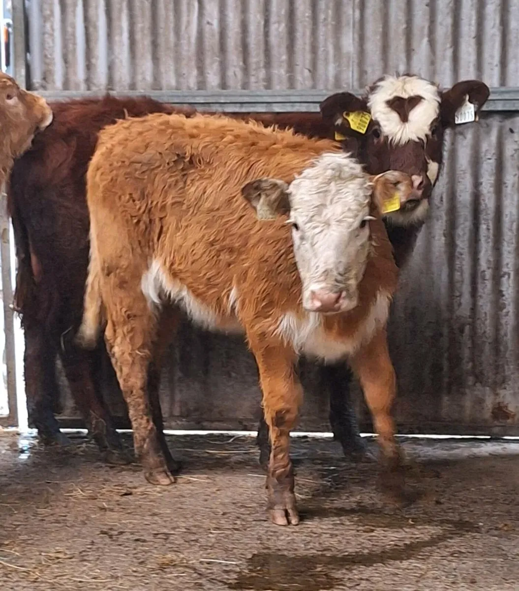 3 Quality Limousine Heifer Weanlings - Image 1