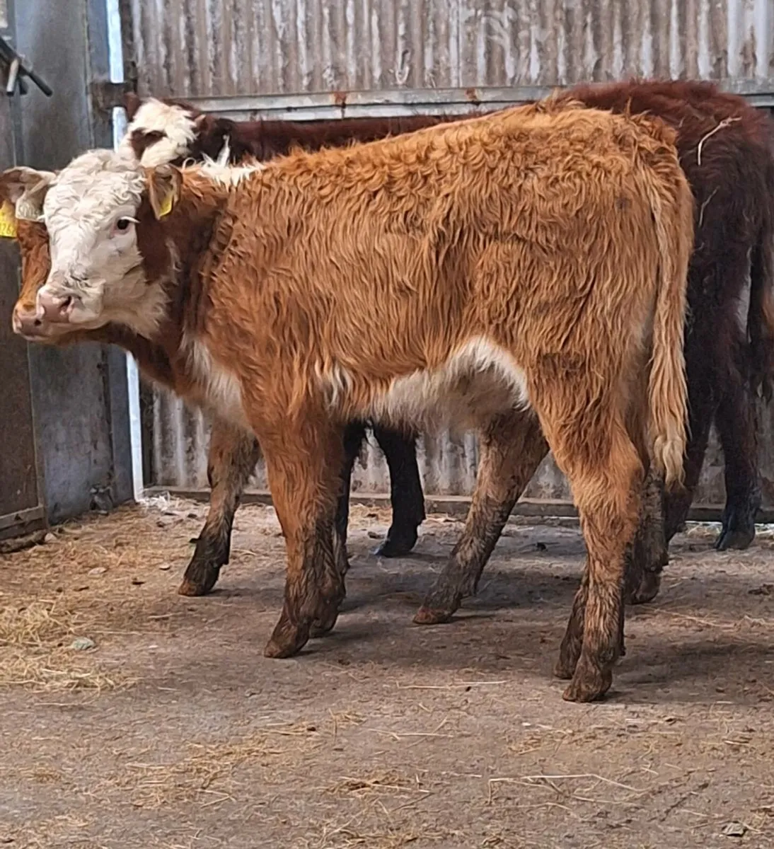 3 Quality Limousine Heifer Weanlings - Image 2