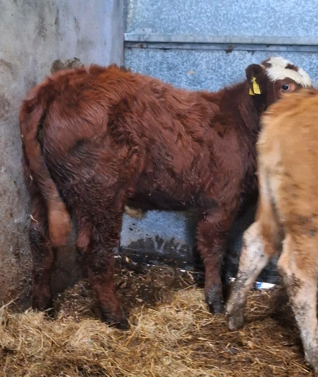 3 Quality Limousine Heifer Weanlings - Image 3