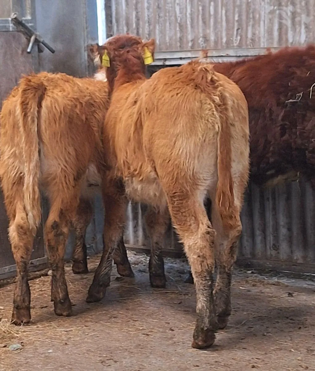 3 Quality Limousine Heifer Weanlings - Image 4