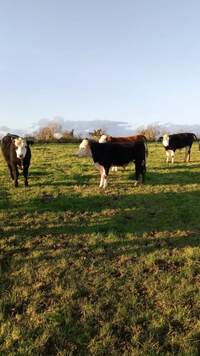 Hereford bullocks - Image 4