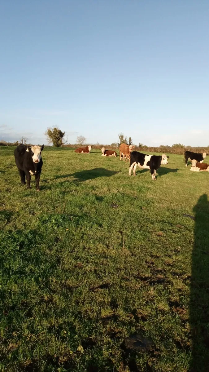 Hereford bullocks - Image 1