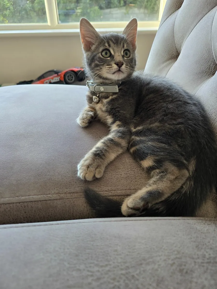 Beautiful mixed Norwegian forest kitten - Image 1
