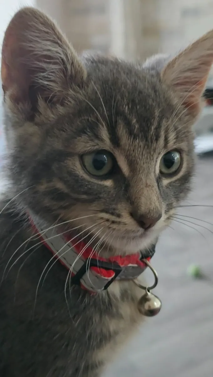 Beautiful mixed Norwegian forest kitten - Image 2