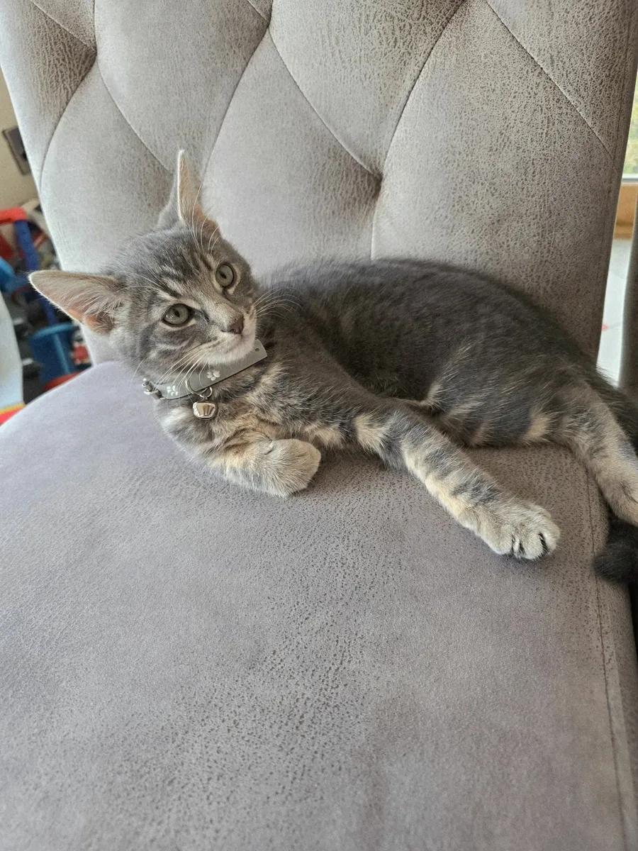 Beautiful mixed Norwegian forest kitten - Image 3