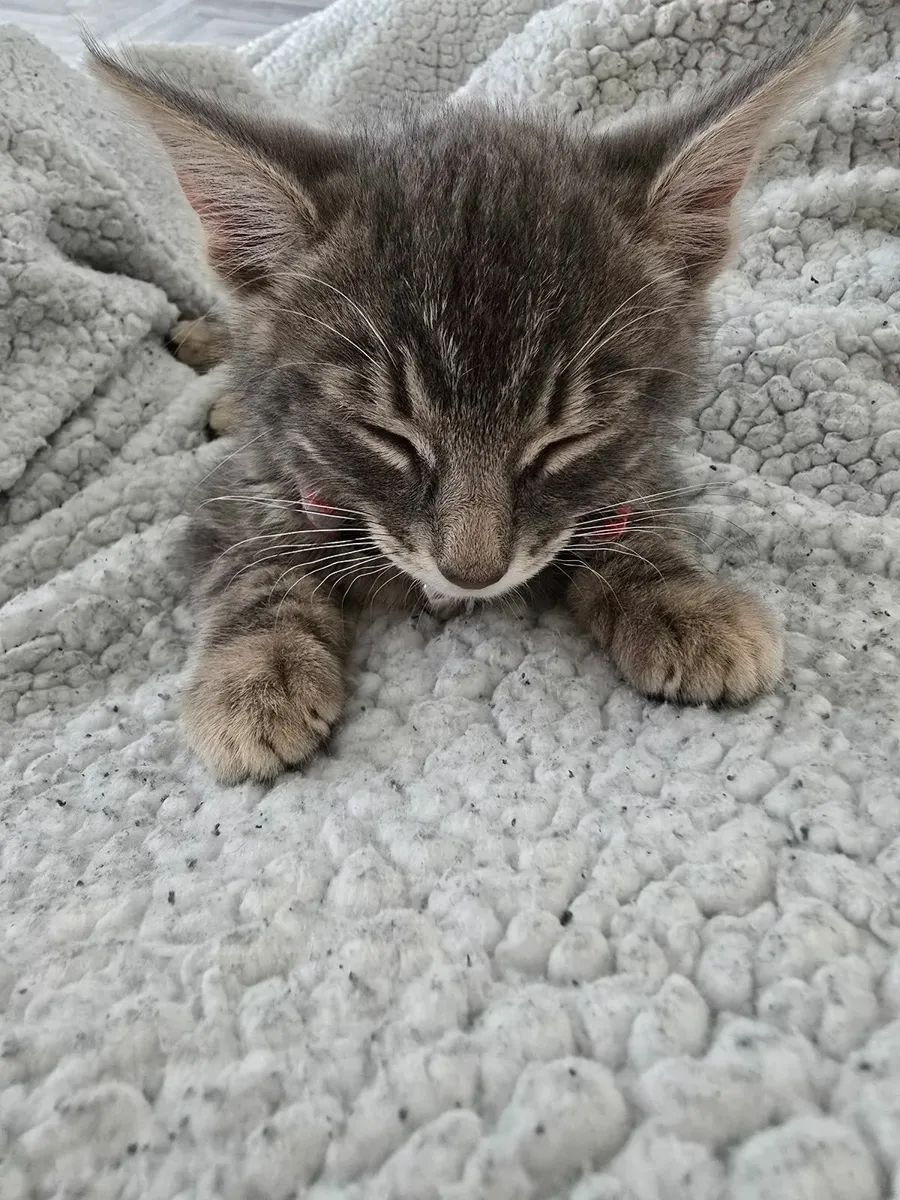 Beautiful mixed Norwegian forest kitten - Image 4
