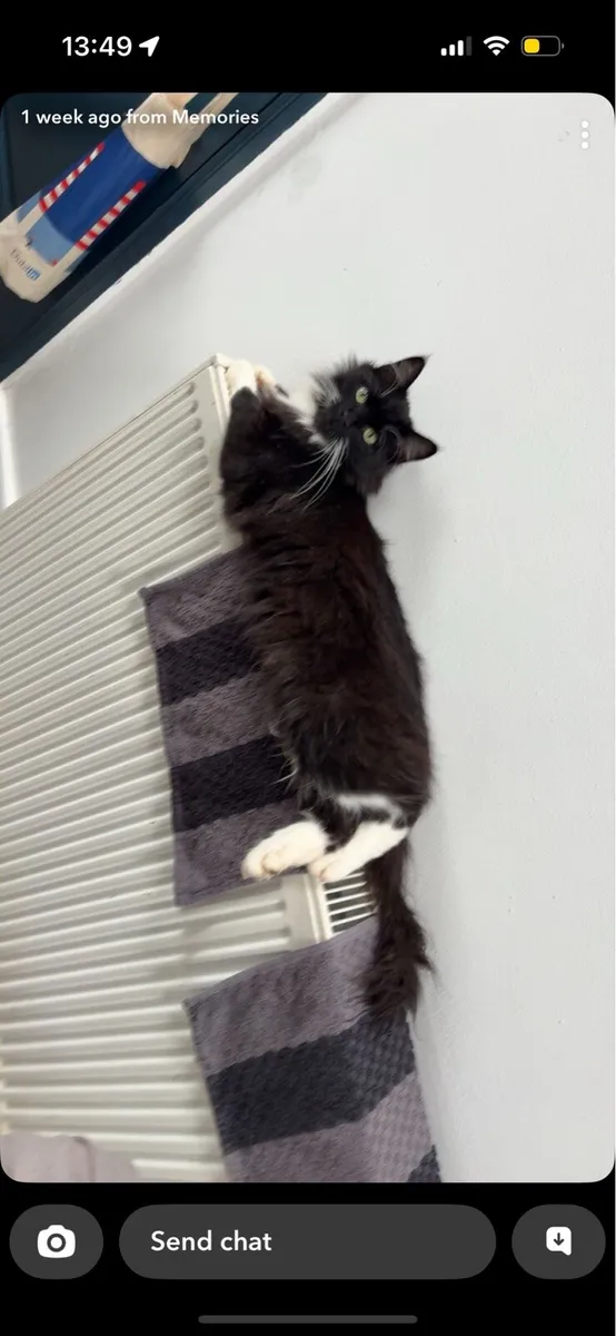 Missing Cat Ashbourne Meath - Image 1