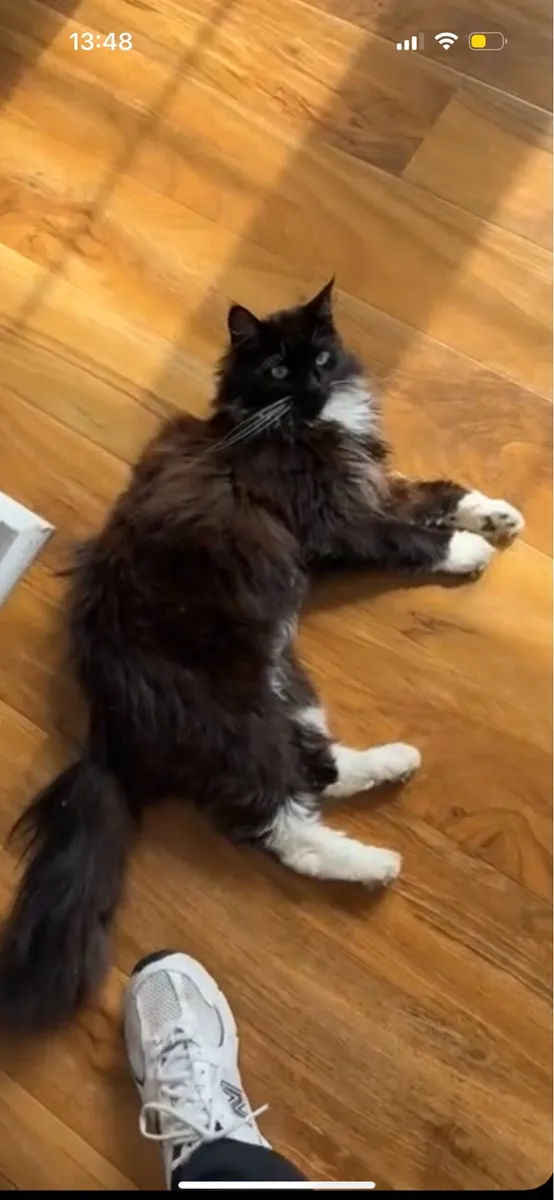 Missing Cat Ashbourne Meath - Image 2