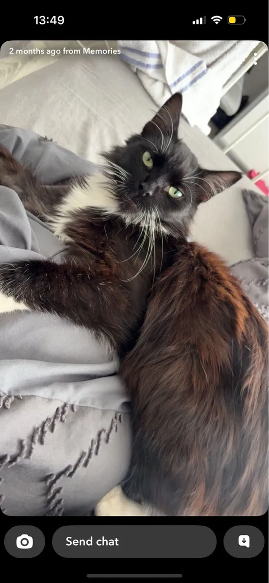 Missing Cat Ashbourne Meath - Image 3