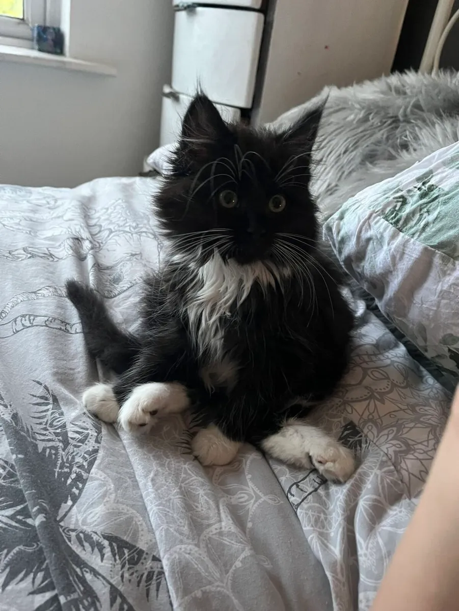 Missing Cat Ashbourne Meath - Image 4