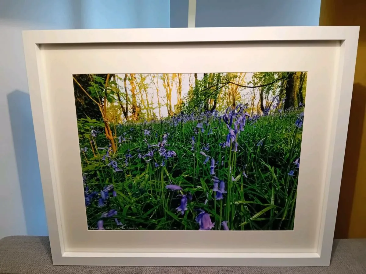 Ballyannon Woods, Midleton - Image 1