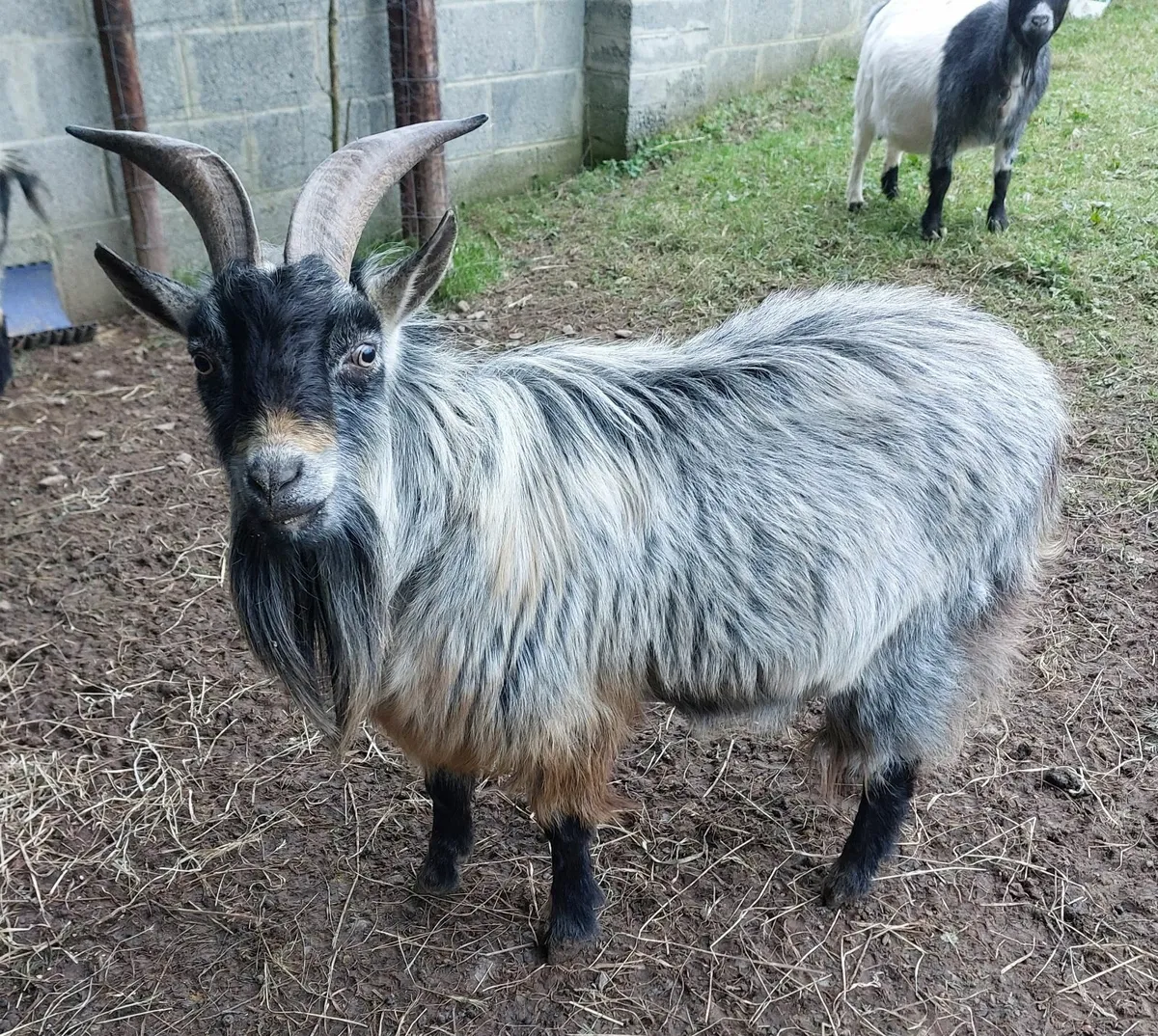 Pygmy Buck for Stud - Image 1