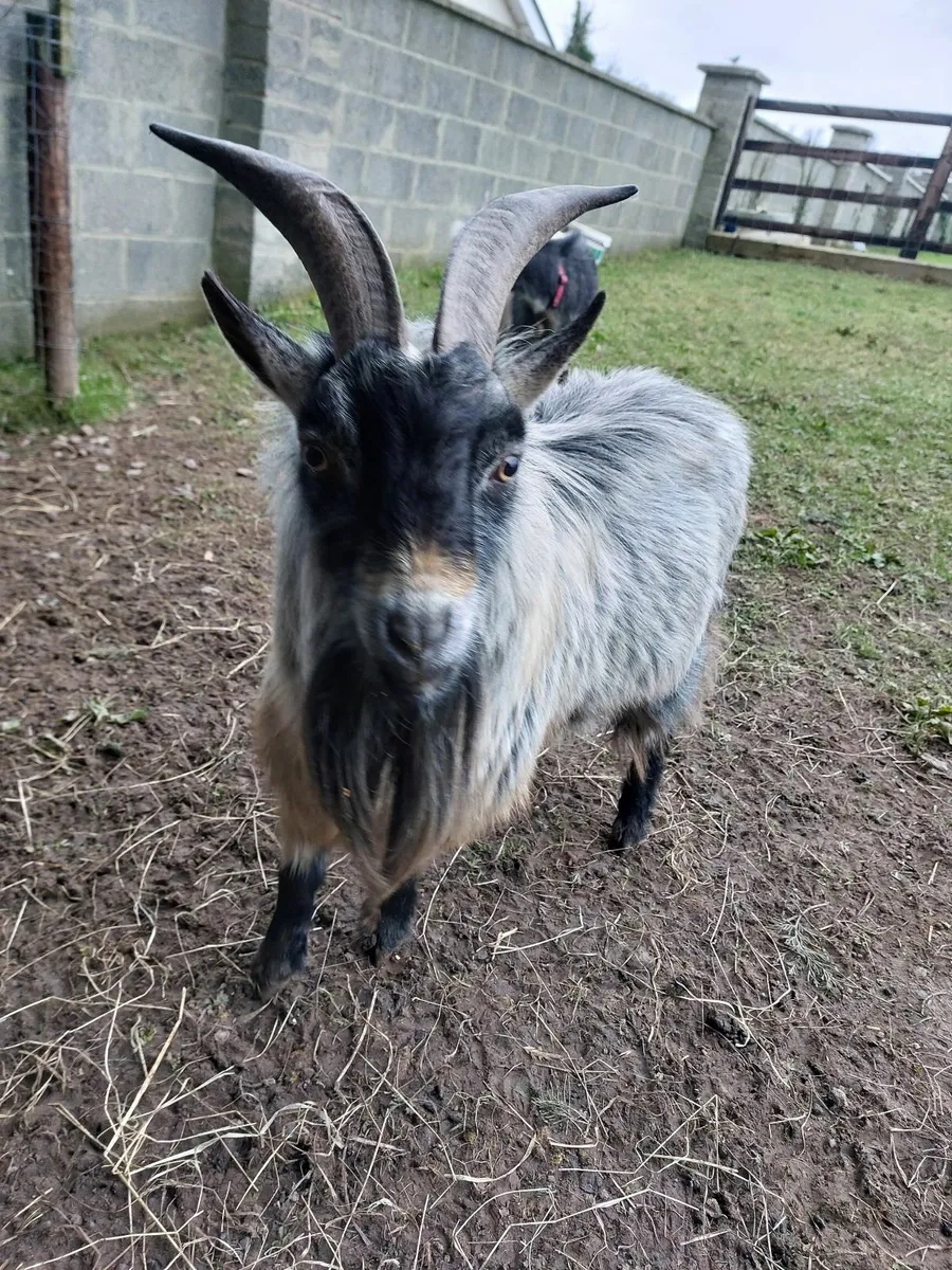 Pygmy Buck for Stud - Image 2