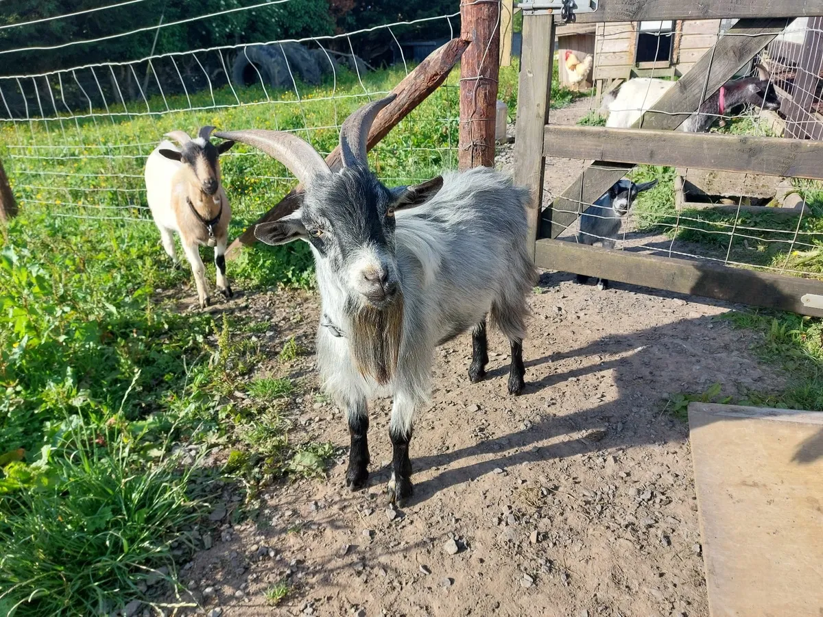 Pygmy Buck for Stud - Image 3