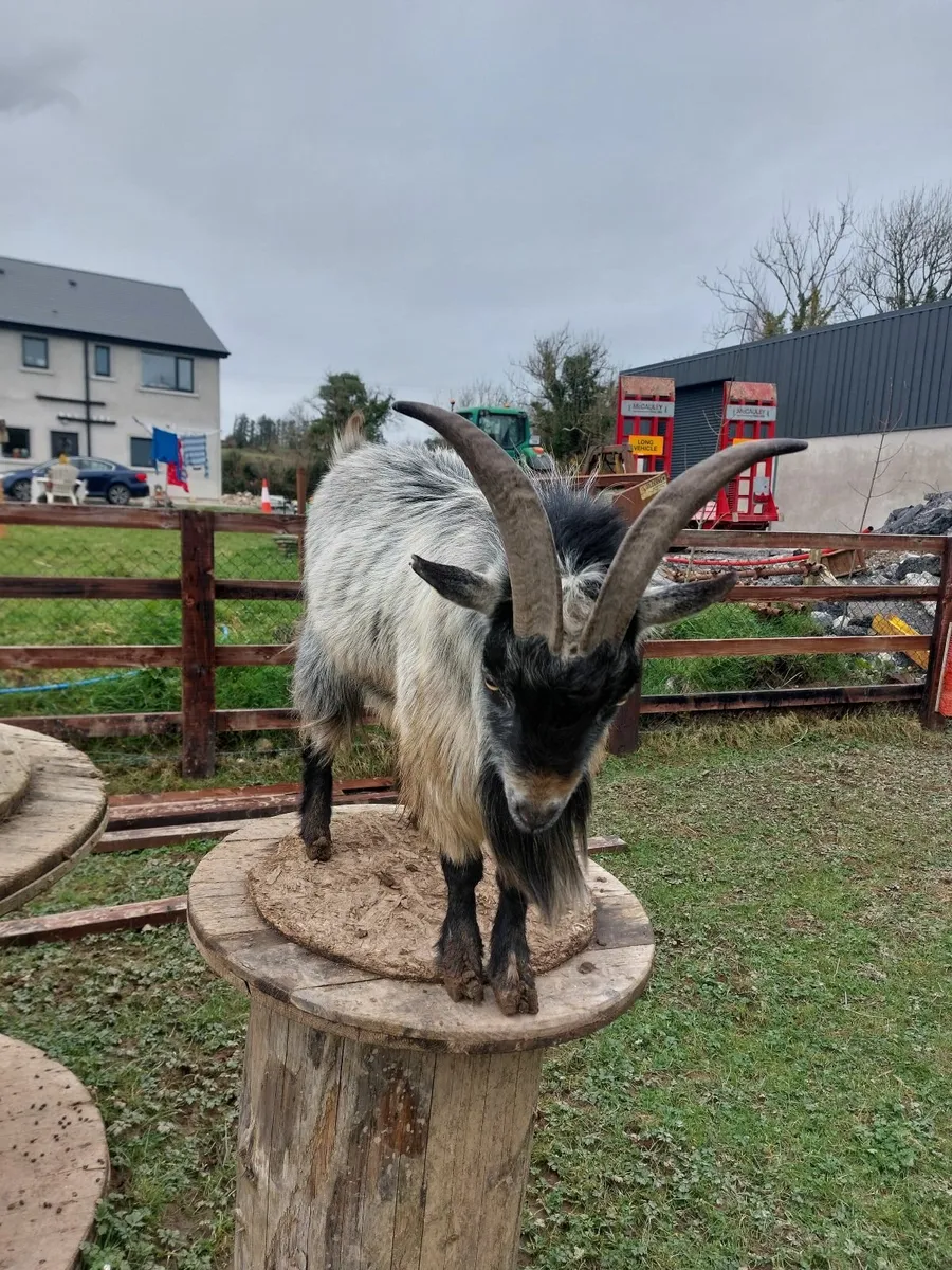 Pygmy Buck for Stud - Image 4