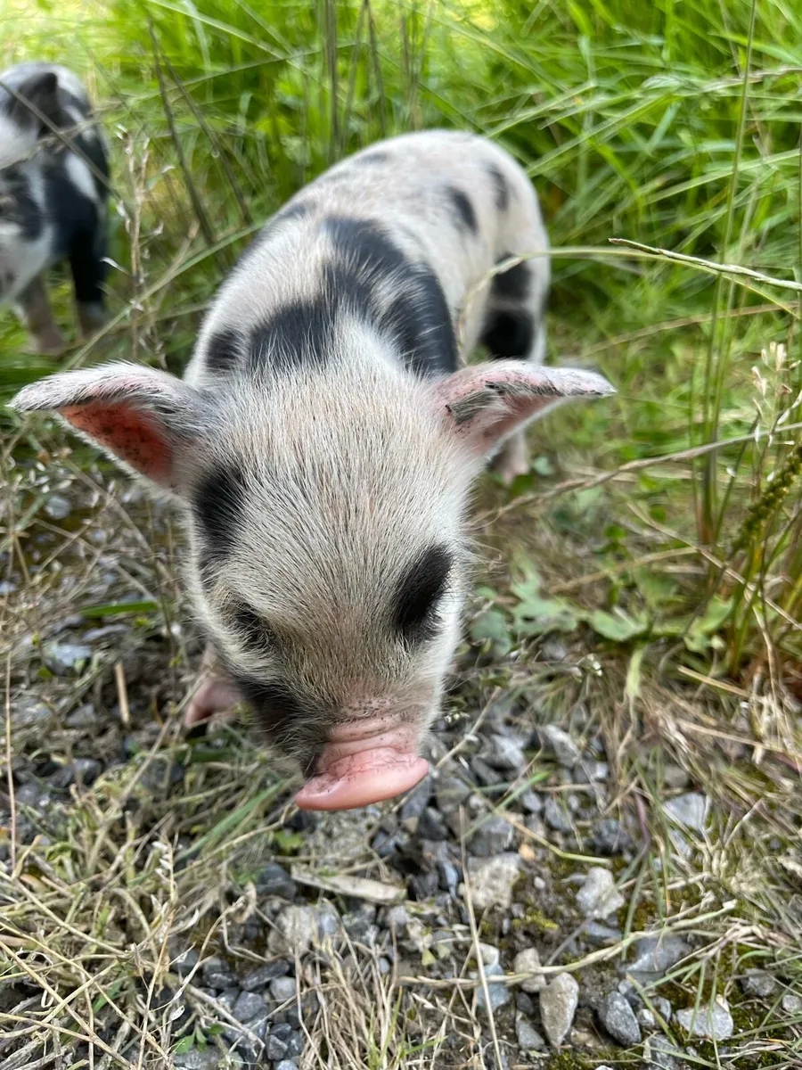 Kune kune “miniature piglets” - Image 3