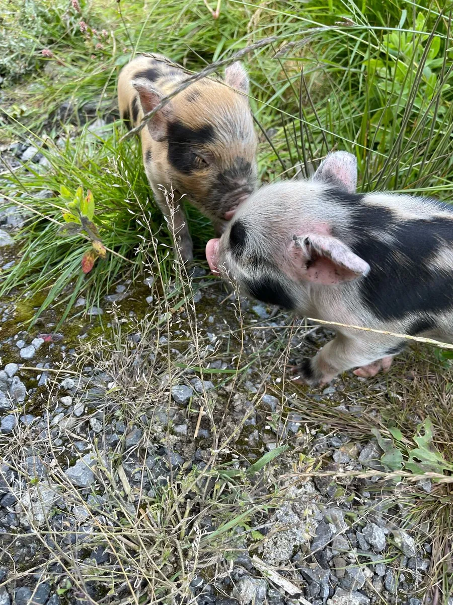 Kune kune “miniature piglets” - Image 4