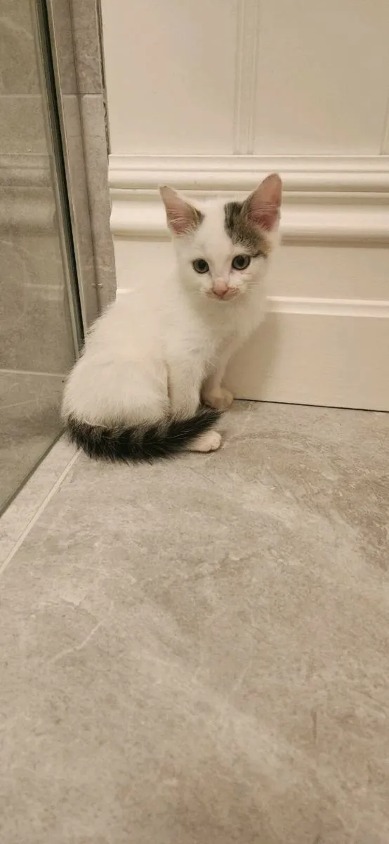 Kitten - Image 1