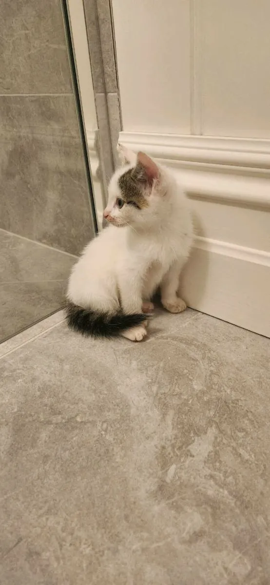 Kitten - Image 2