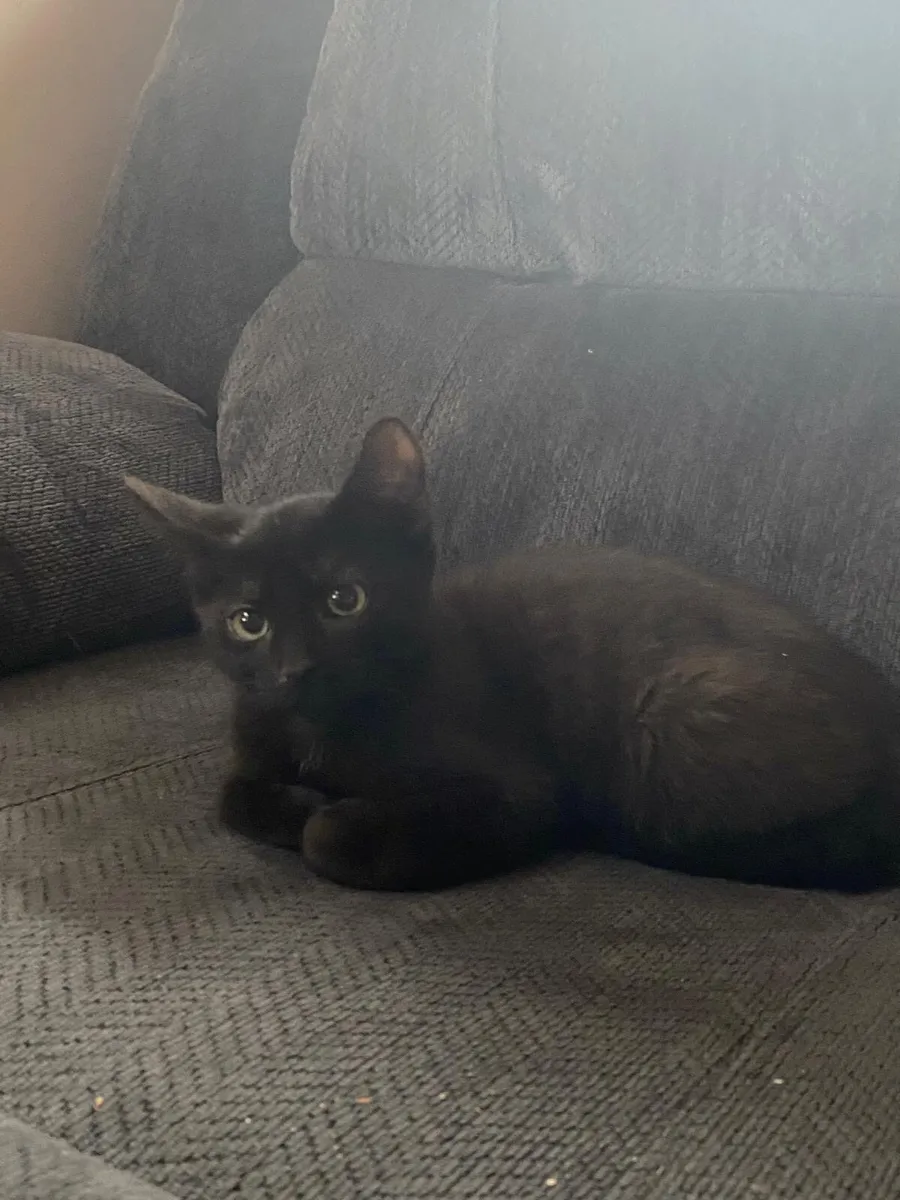 2 Tom kittens 13-14 weeks old - Image 1