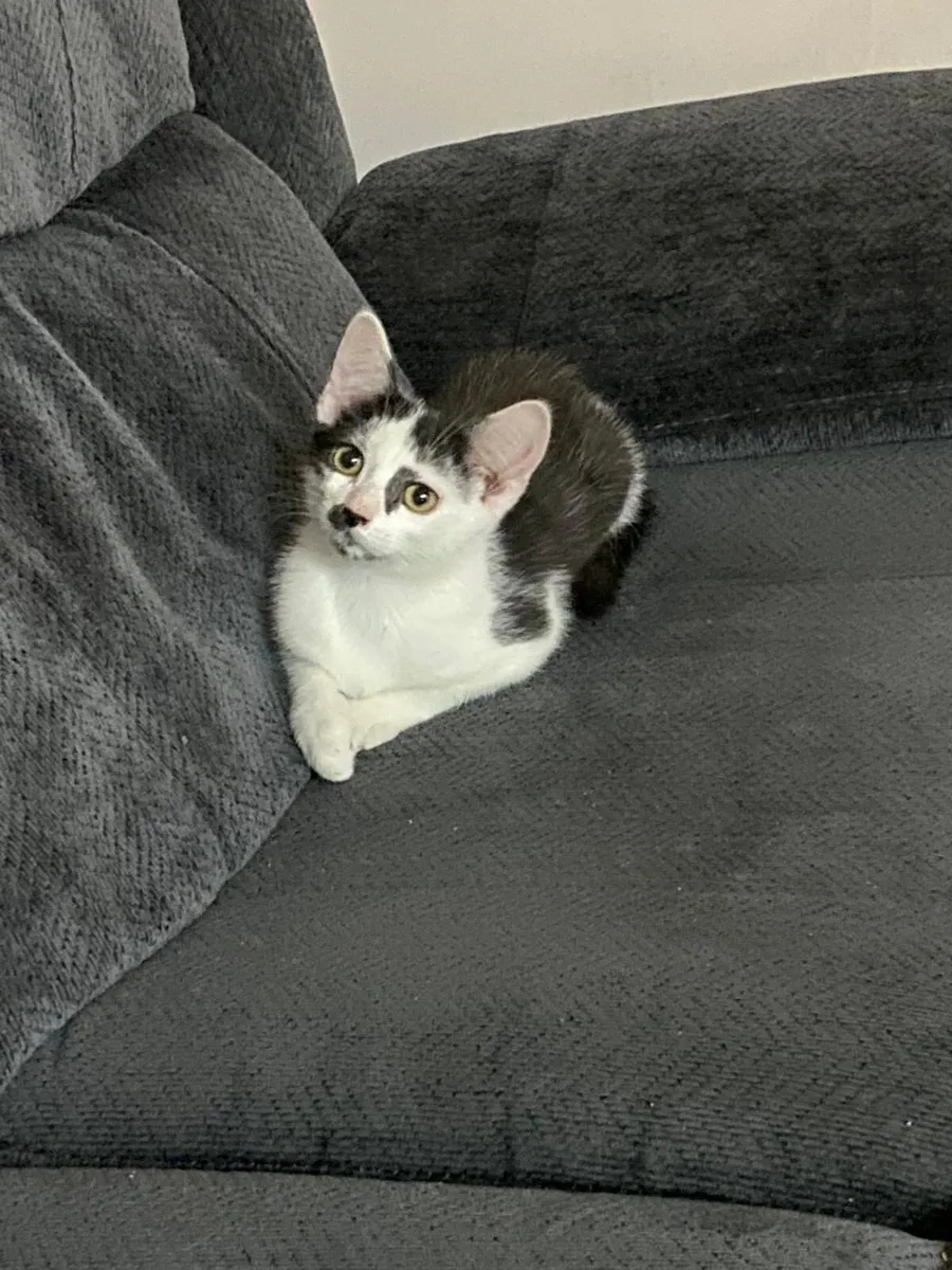 2 Tom kittens 13-14 weeks old - Image 2