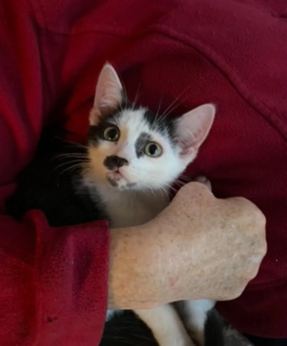 2 Tom kittens 13-14 weeks old - Image 3