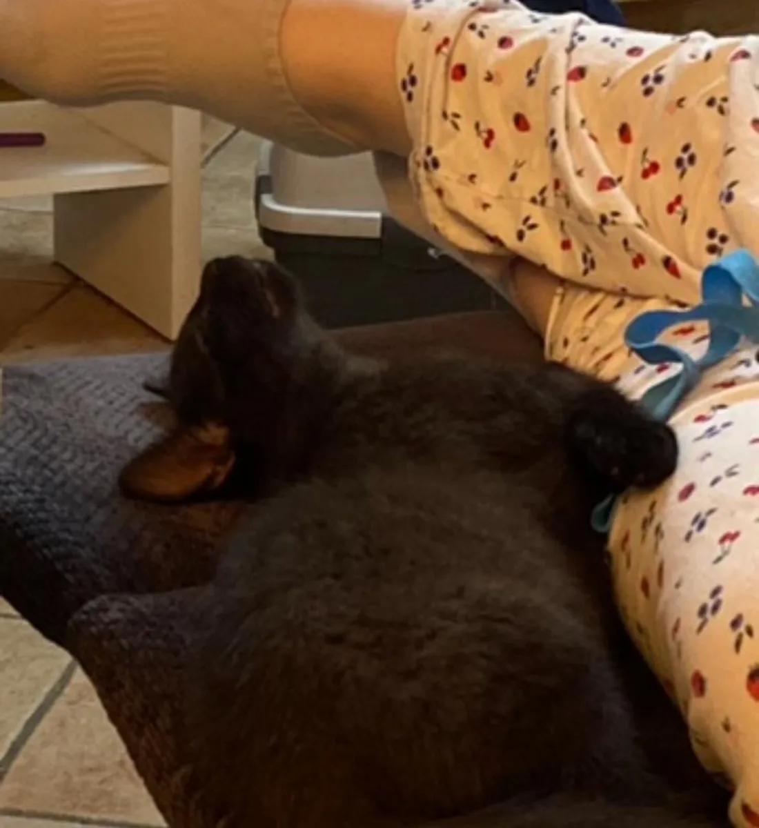 2 Tom kittens 13-14 weeks old - Image 4