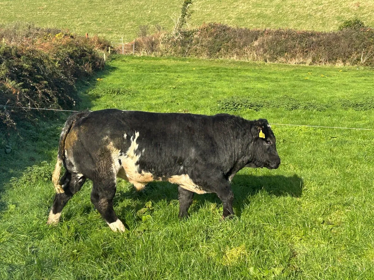 Belgium Blue Bull for sale - Image 1