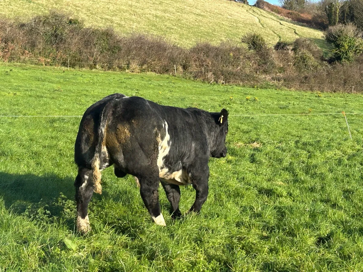 Belgium Blue Bull for sale - Image 2