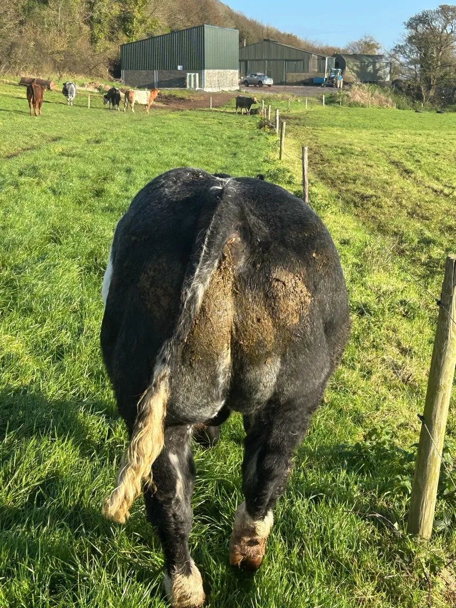 Belgium Blue Bull for sale - Image 3