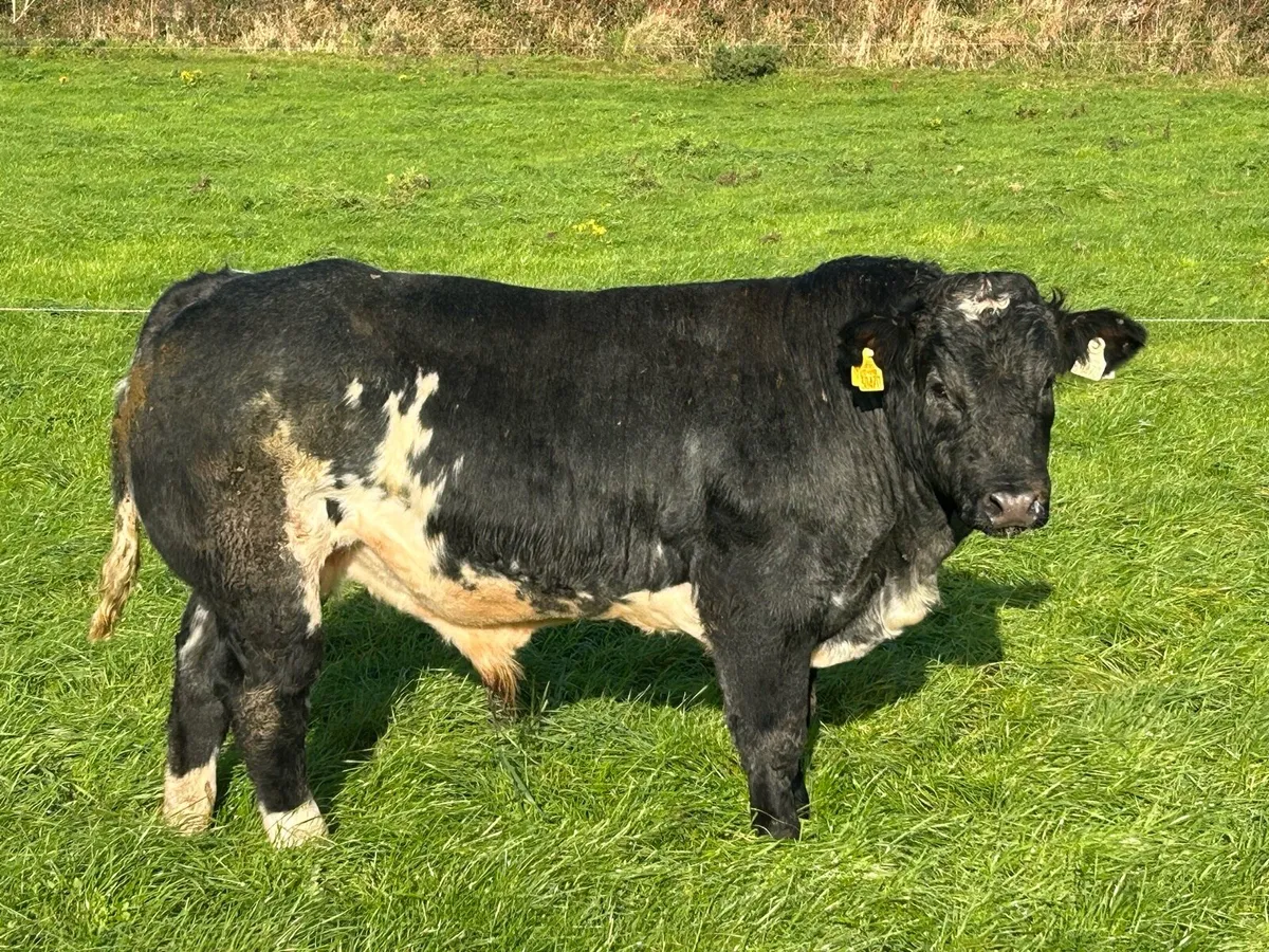 Belgium Blue Bull for sale - Image 4