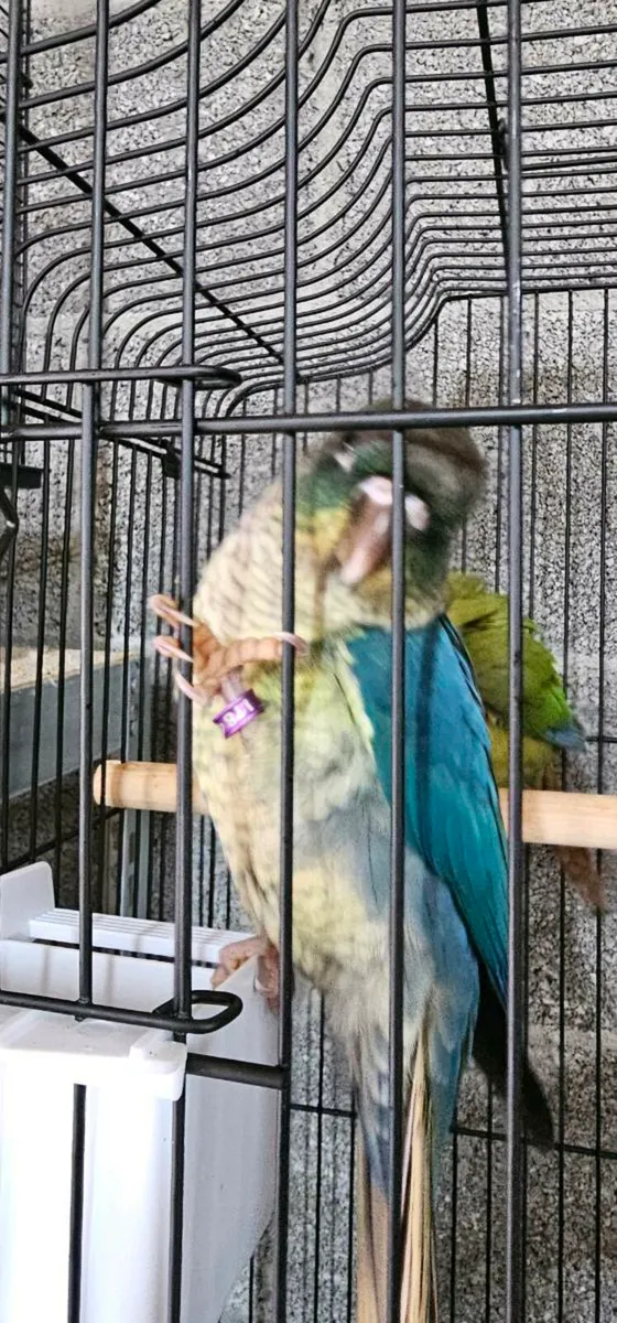 Tourquoise Conure - Image 2