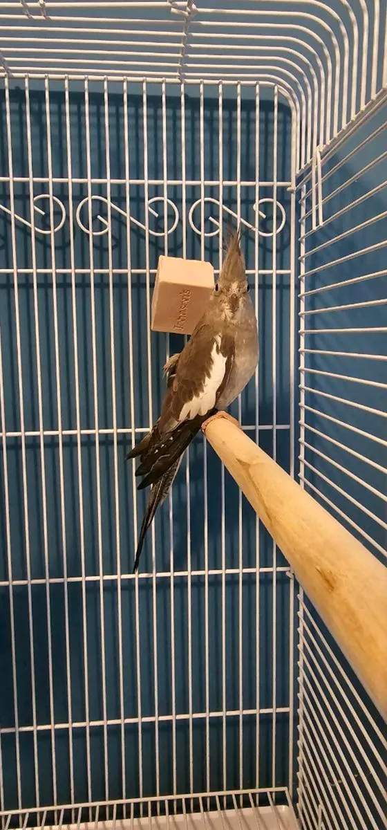 Tourquoise Conure and 2 cocketiels - Image 3