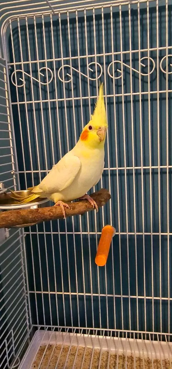 Tourquoise Conure and 2 cocketiels - Image 4