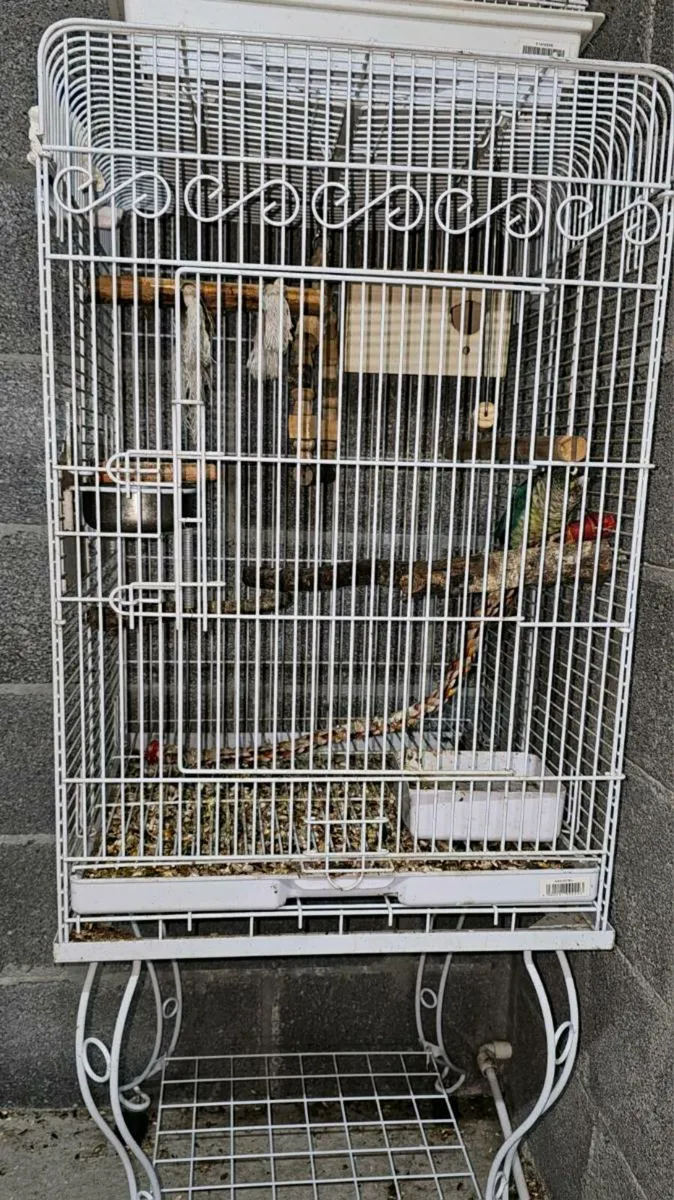 Tourquoise Conure - Image 3