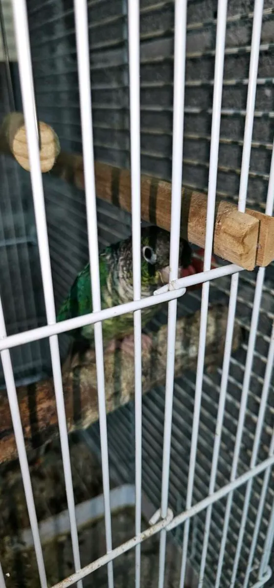 Tourquoise Conure - Image 4