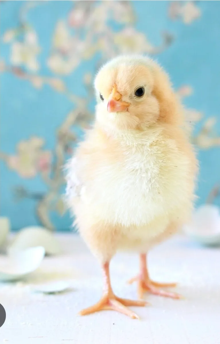 egg candling pack/ heat plate/ brinsea mini kit - Image 4