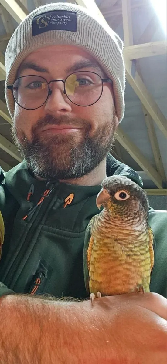 Tourquoise Conure - Image 1