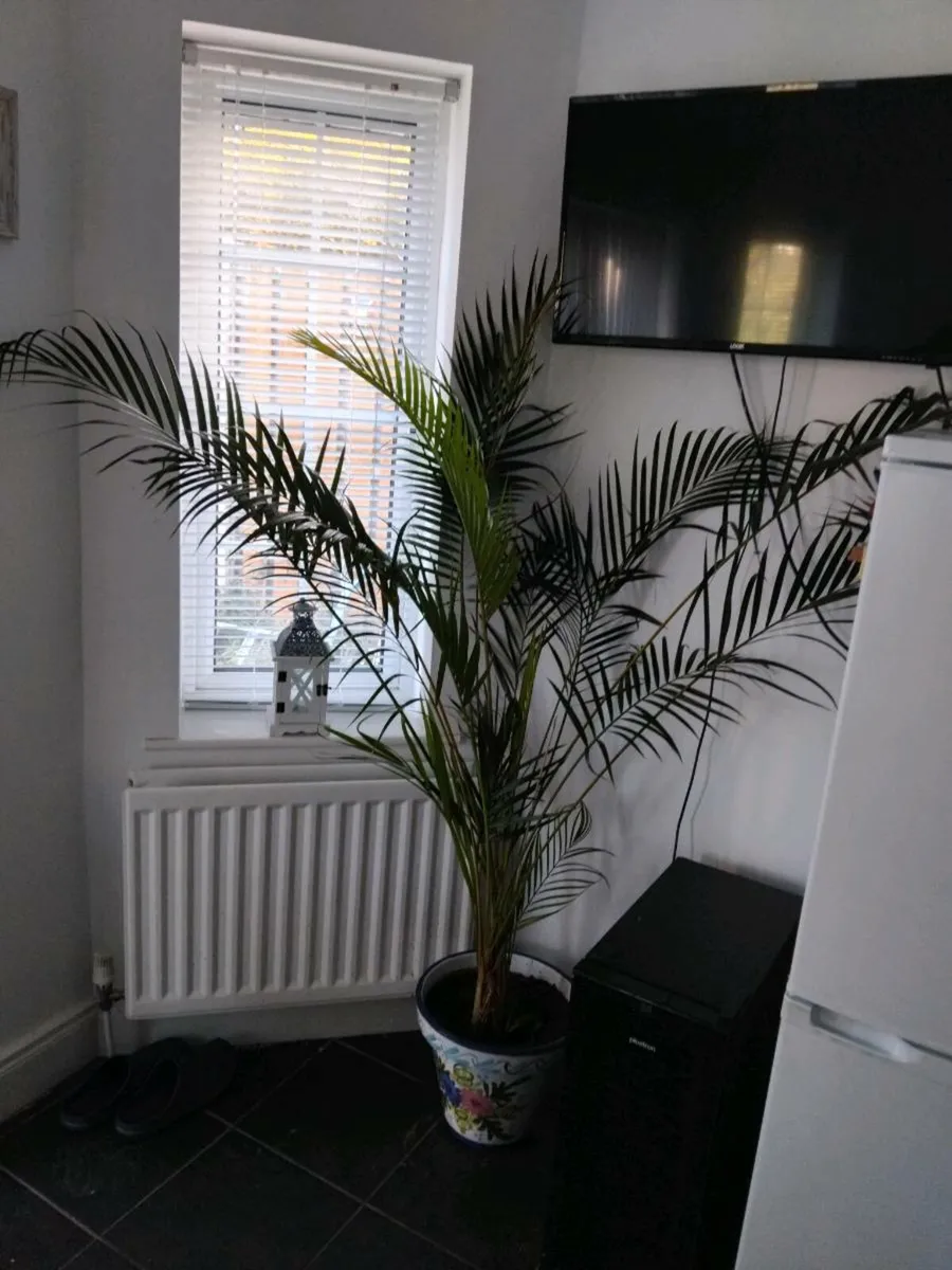 Large Kentia palm with lovely ceramic pot - Image 1