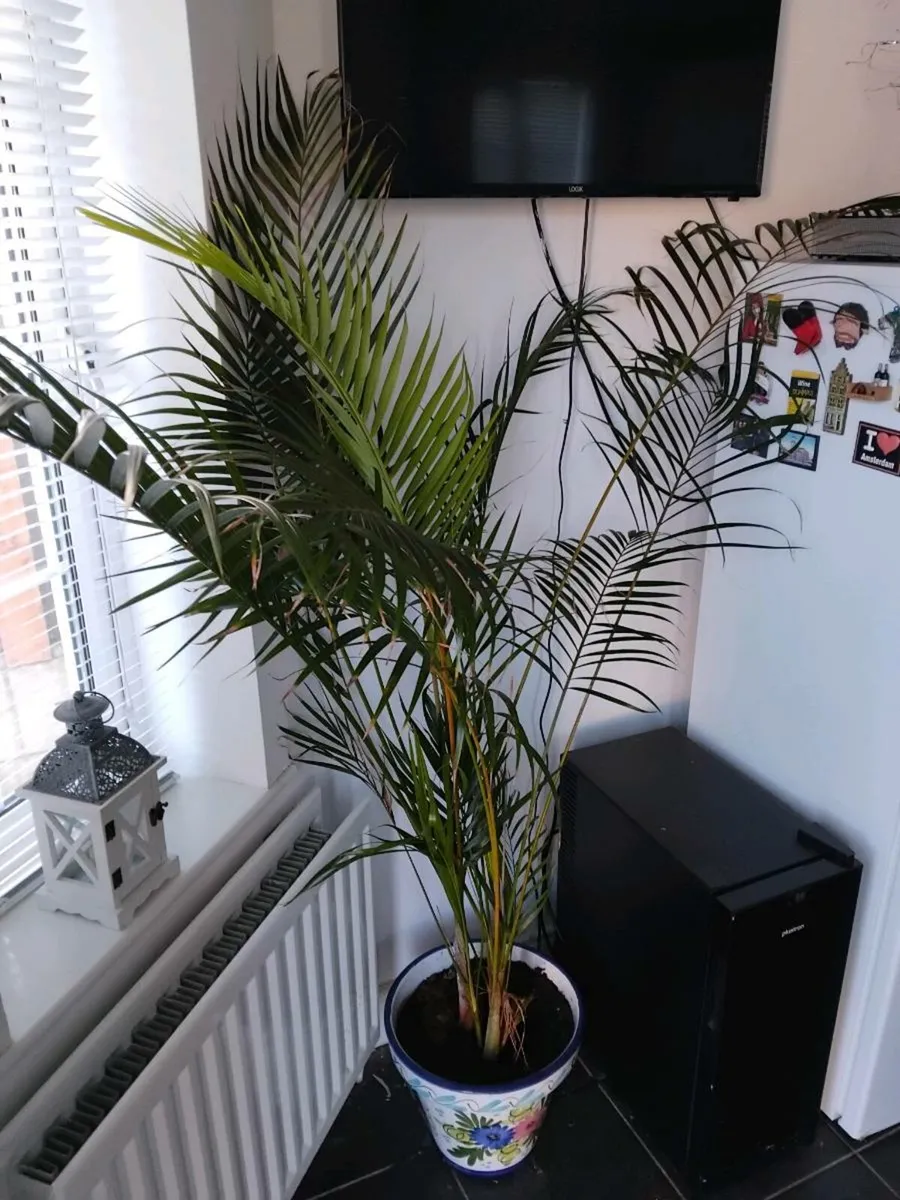 Large Kentia palm with lovely ceramic pot - Image 2