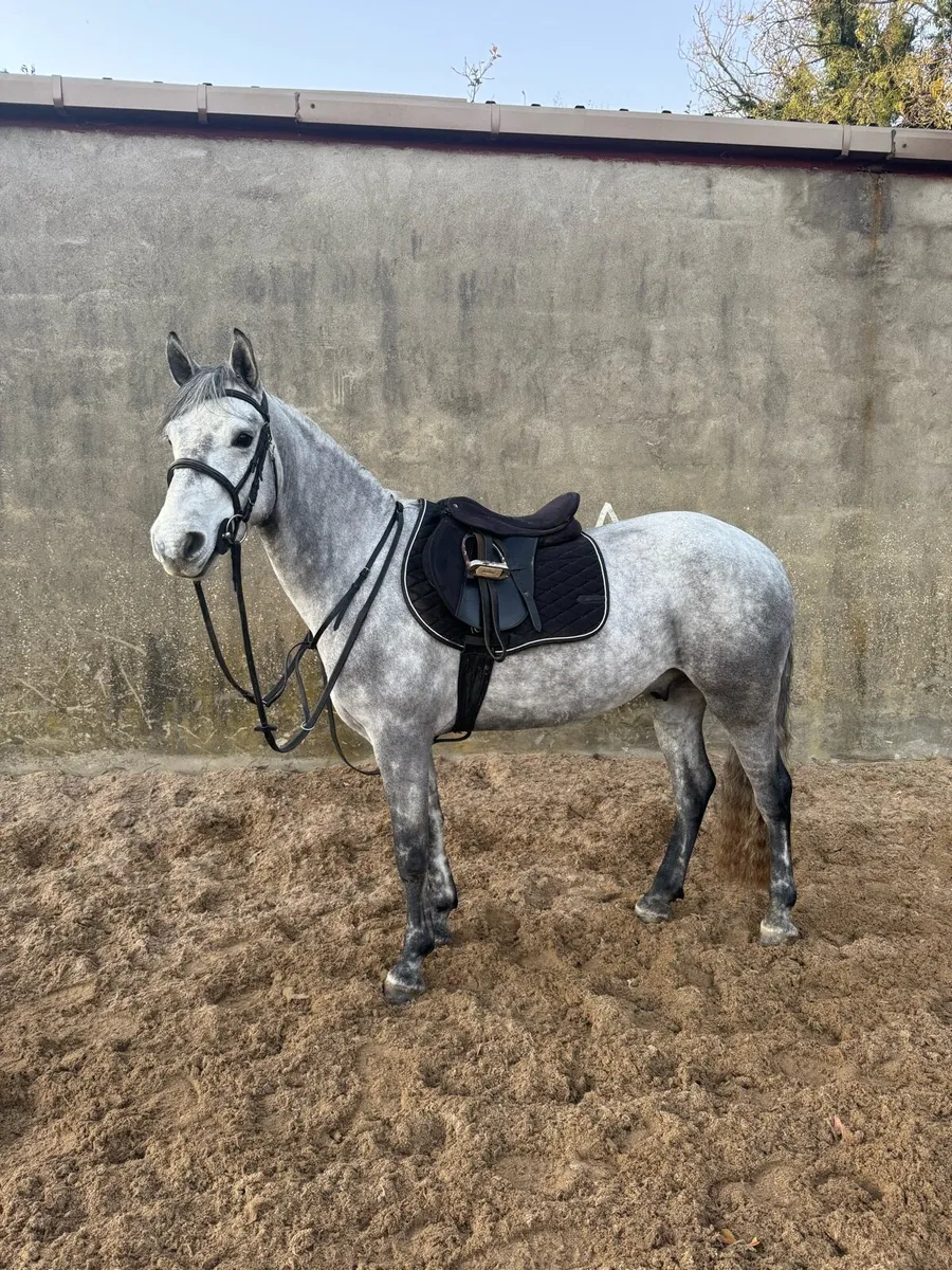 148cm 3 year old Registered Connemara Gelding - Image 1