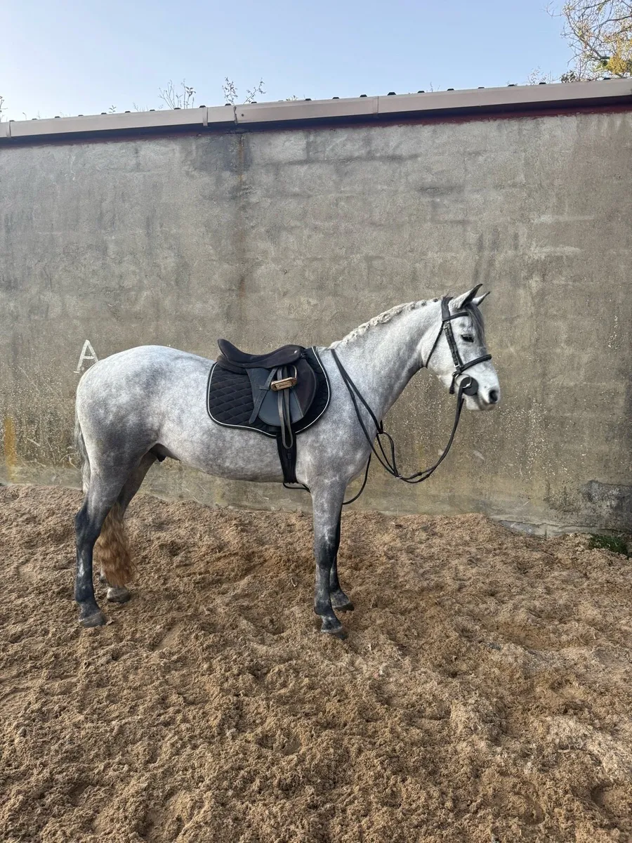 148cm 3 year old Registered Connemara Gelding - Image 2