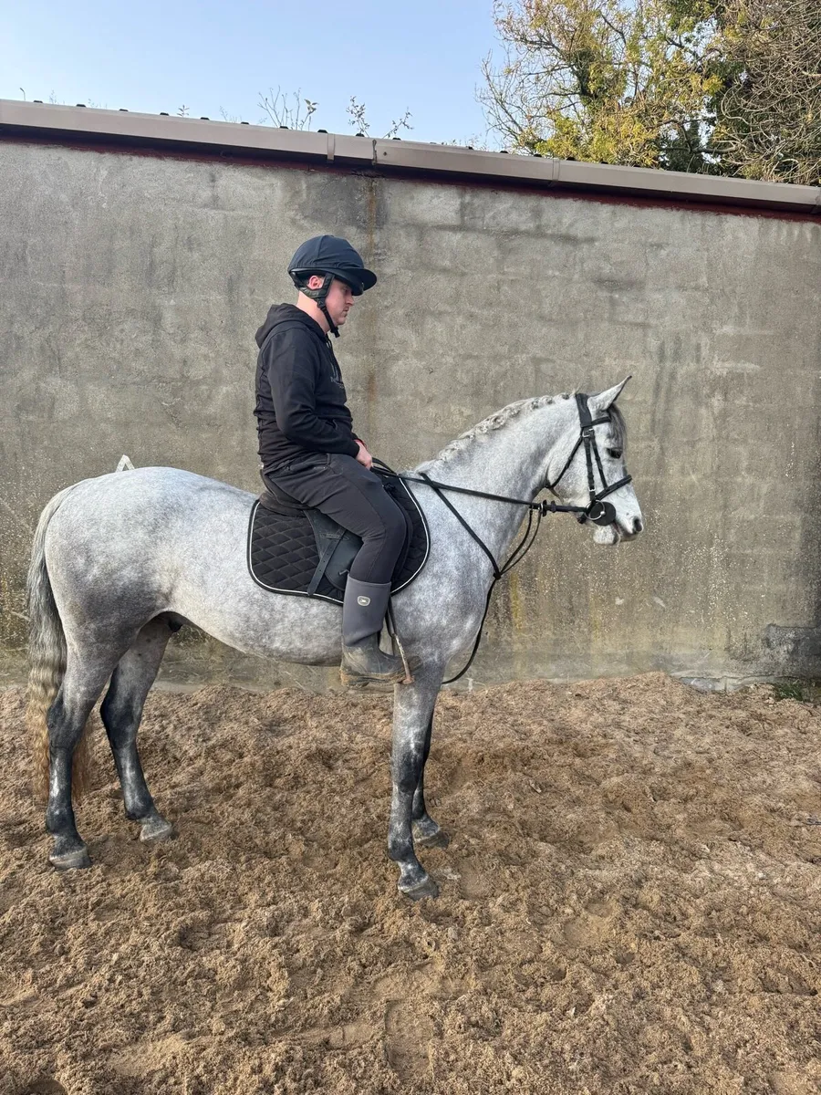 148cm 3 year old Registered Connemara Gelding - Image 3