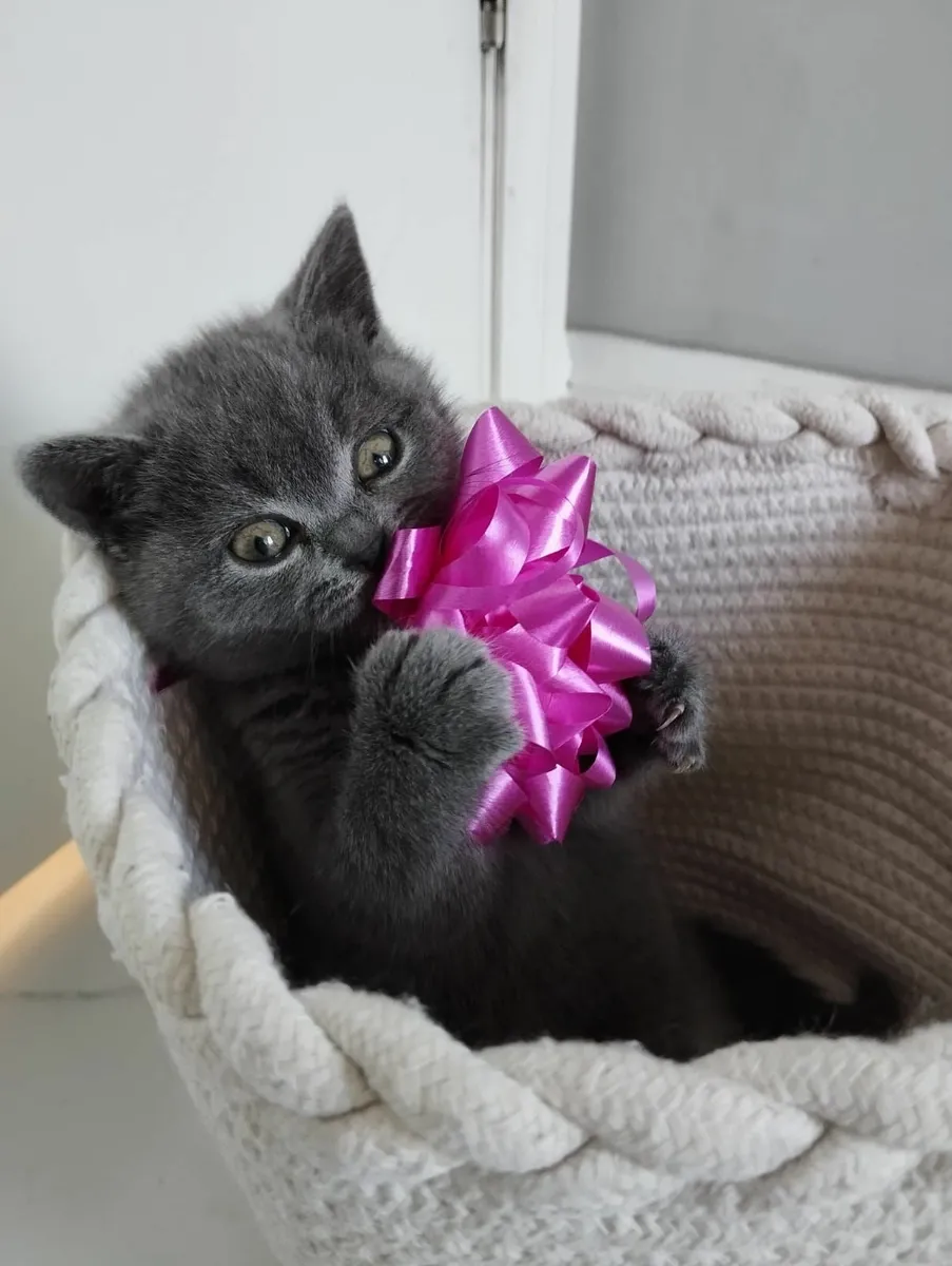 British shorthair kittens ♥️ - Image 3
